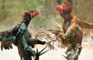 Cockfights